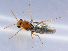 Hoplocampa
