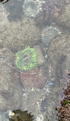 Anthopleura xanthogrammica