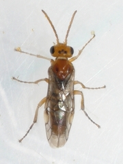 Hoplocampa