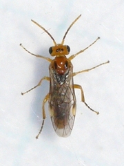 Hoplocampa
