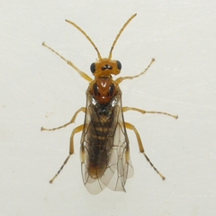 Hoplocampa