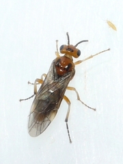 Hoplocampa