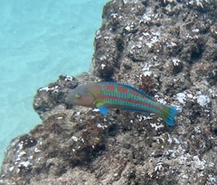 Thalassoma trilobatum
