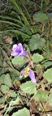 Phacelia campanularia