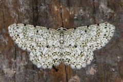 Catoria sublavaria