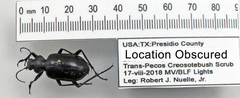 Calosoma peregrinator