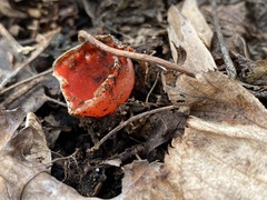 Sarcoscypha austriaca