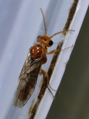 Hoplocampa