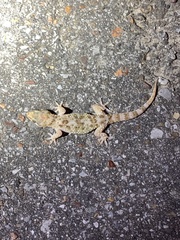 Hemidactylus turcicus