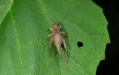 Zvenella