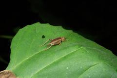 Zvenella