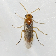 Hoplocampa