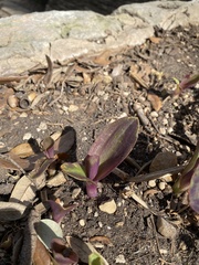 Tradescantia pallida