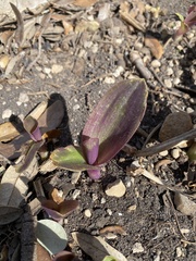 Tradescantia pallida