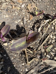 Tradescantia pallida