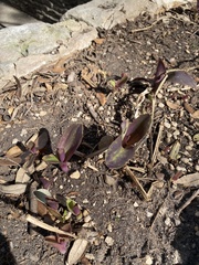 Tradescantia pallida