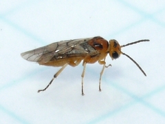 Hoplocampa
