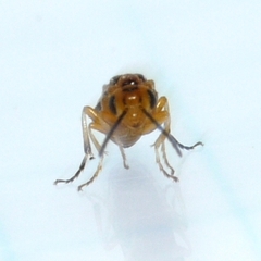 Hoplocampa
