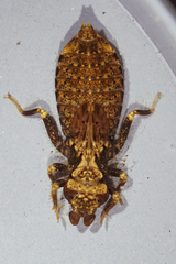 Stylogomphus albistylus