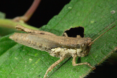 Pseudoxya