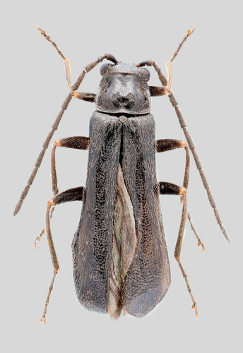Mandibular Soldier Beetle