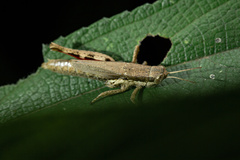 Pseudoxya