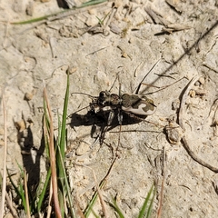 Neocicindela latecincta
