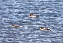 Anas flavirostris oxyptera