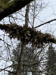 Lobaria pulmonaria
