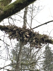 Lobaria pulmonaria