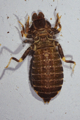 Stylogomphus albistylus