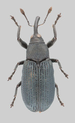Magdalis austera