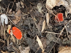 Sarcoscypha austriaca