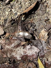 Theagenes aegides