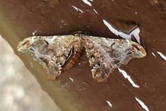 Hyposidra violescens