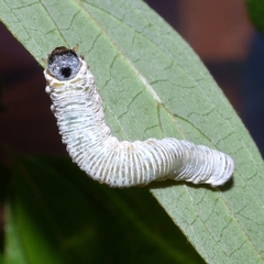 Macremphytus testaceus