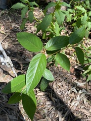 Pomaderris elliptica