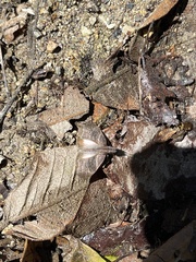 Theagenes aegides