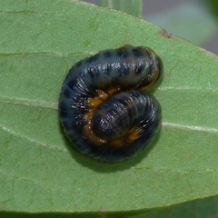 Macremphytus testaceus