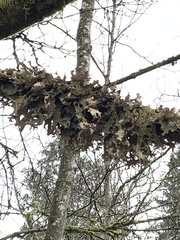 Lobaria pulmonaria