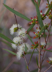 Eucalyptus bakeri