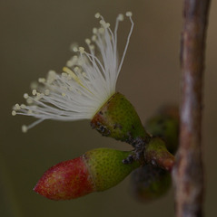 Eucalyptus bakeri