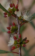 Eucalyptus bakeri