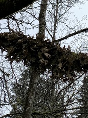 Lobaria pulmonaria