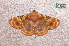 Diomea eupsema