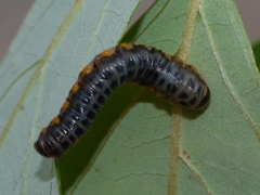 Macremphytus testaceus