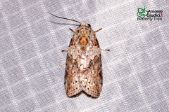 Characoma metalophota