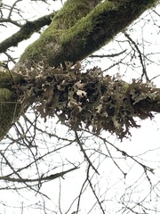 Lobaria pulmonaria