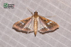 Maruca vitrata