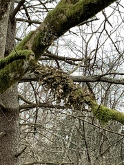 Lobaria pulmonaria